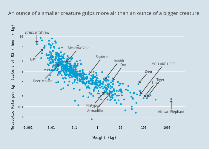 An ounce of a smaller creature gulps more air than an ounce of a bigger creature. | scatter chart made by Aatish | plotly